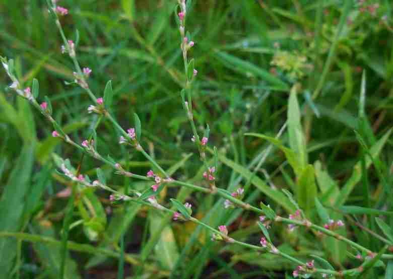 Pianta di centinodia