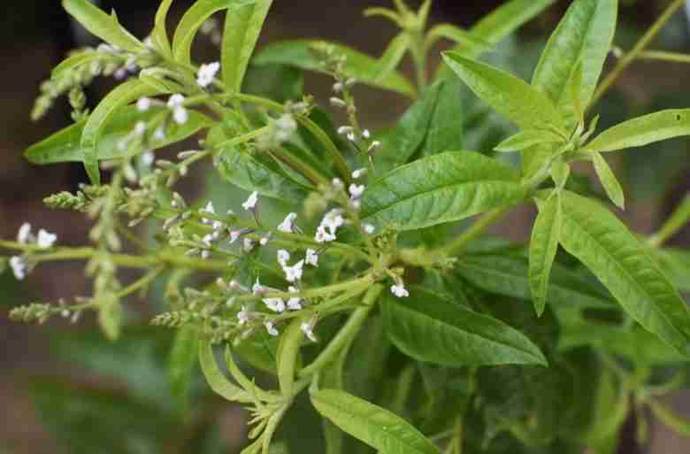 Erba Luigia