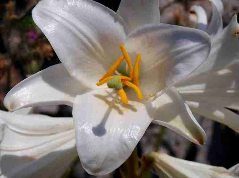 Fiori del giglio bianco