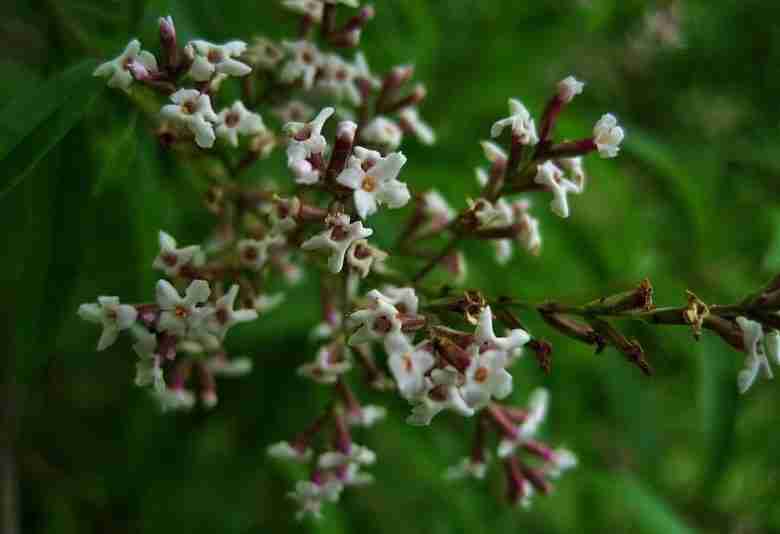 Fiori di verbena odorosa