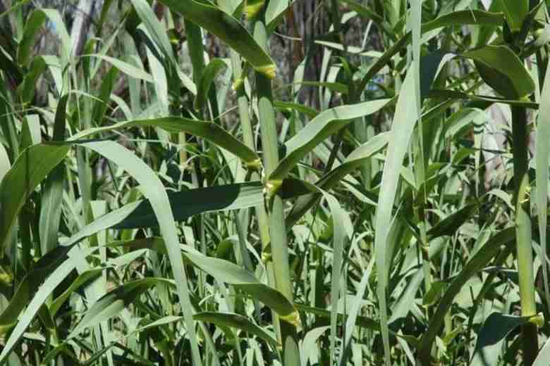 Foglie di Arundo donax