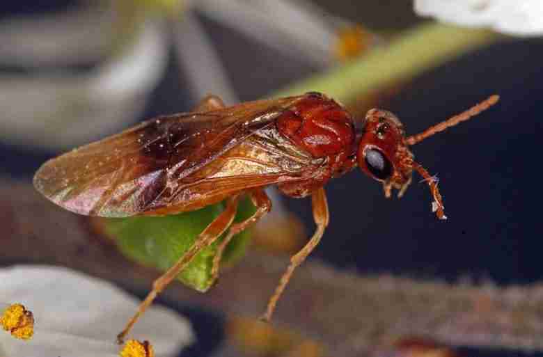 Hoplocampa flava