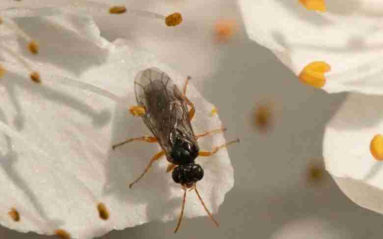 Hoplocampa minuta