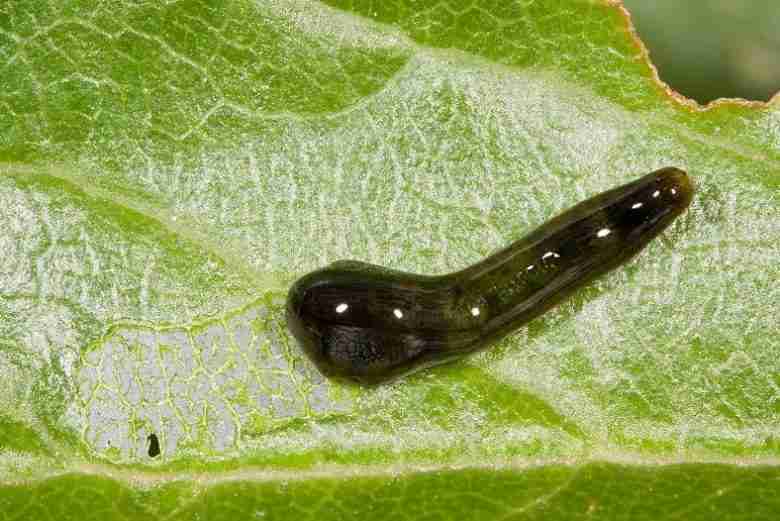 Larve di caliroa limacina