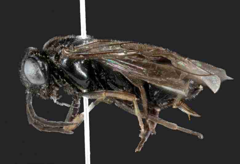 mosca adulta di caliroa limacina