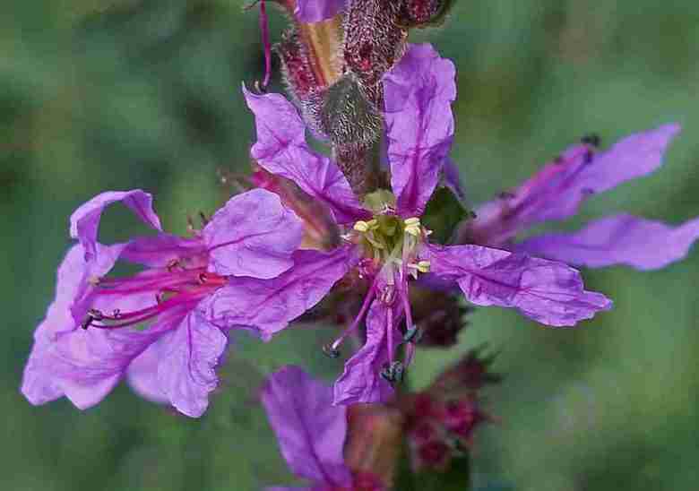 Fiore di salcerella