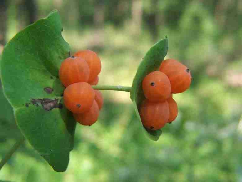 Frutti di Caprifoglio