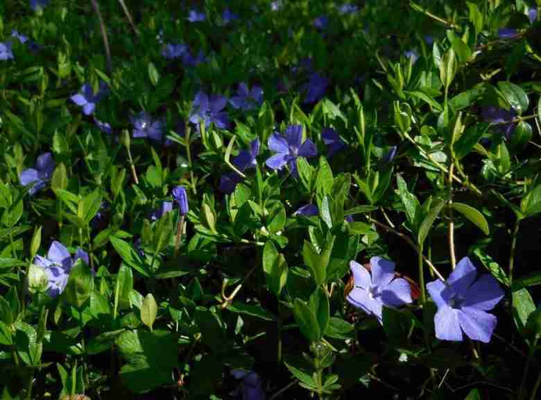 Pervinca