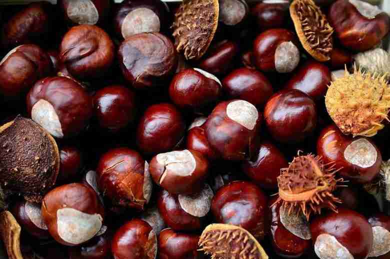 castagne matte