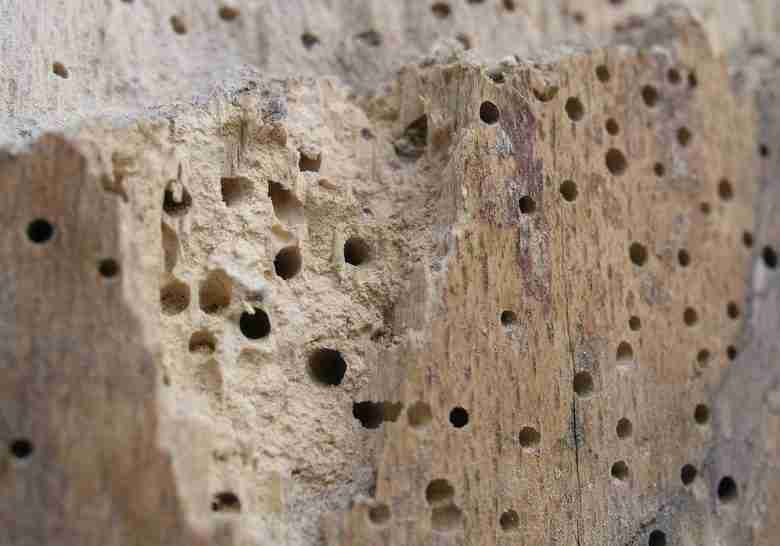 Buchi dei tarli nel legno