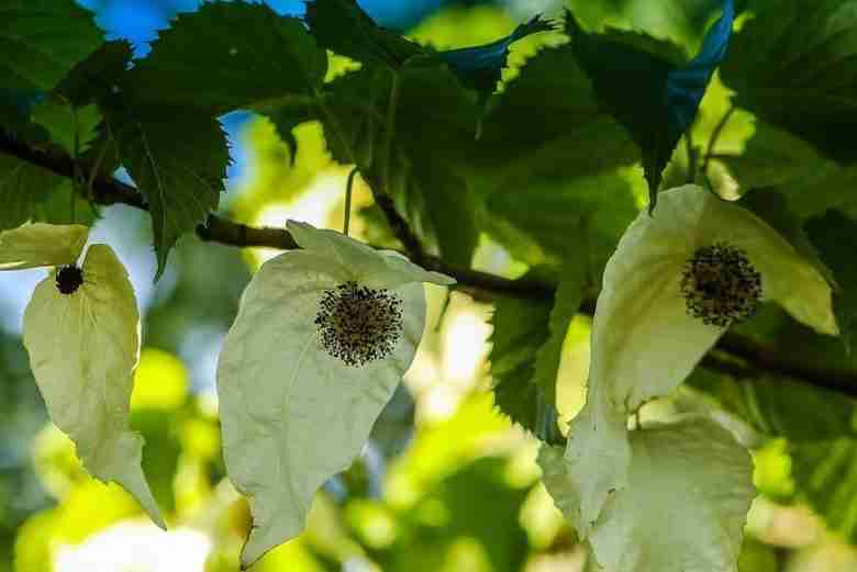 Fiori di albero dei fazzoletti