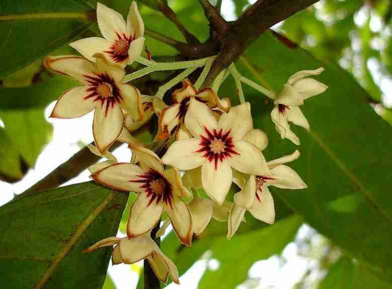 Fiori di albero di cola