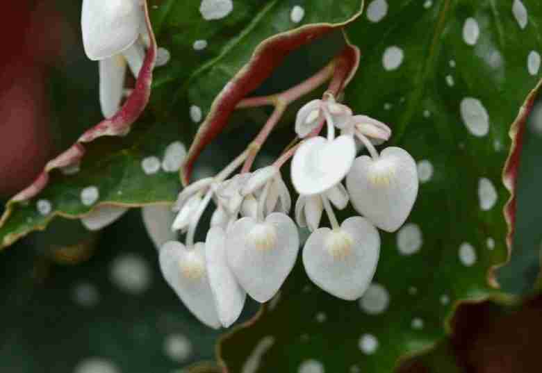 Fiori di begonia maculata