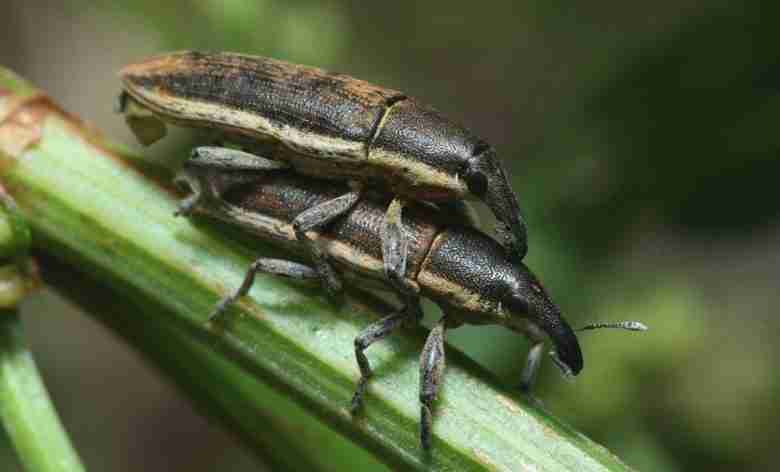 Lixus junci