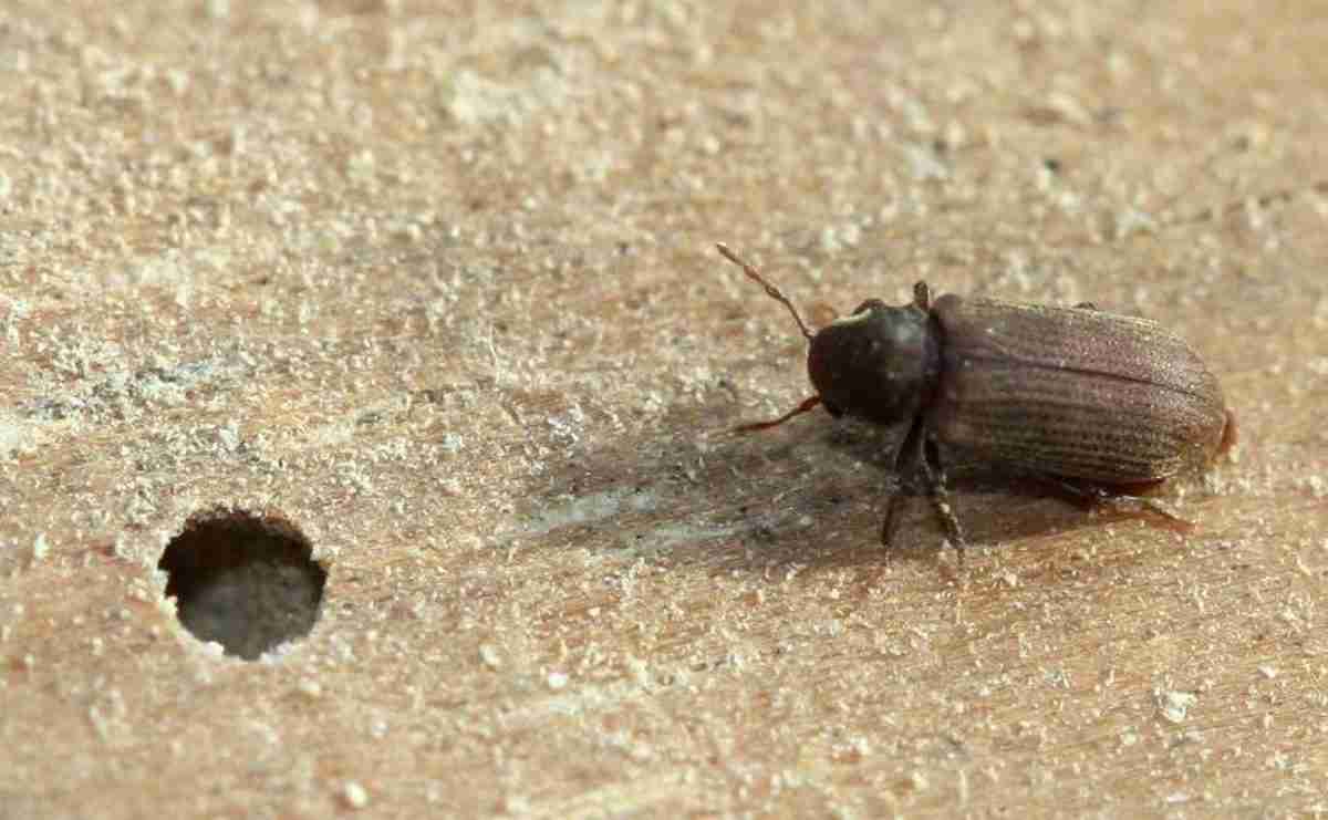 Anobium punctatum