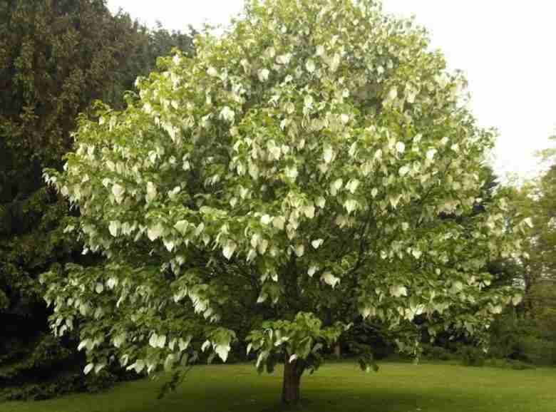 albero dei fazzoletti