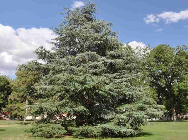 Cedrus atlantica glauca