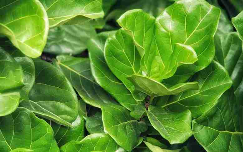ficus lyrata