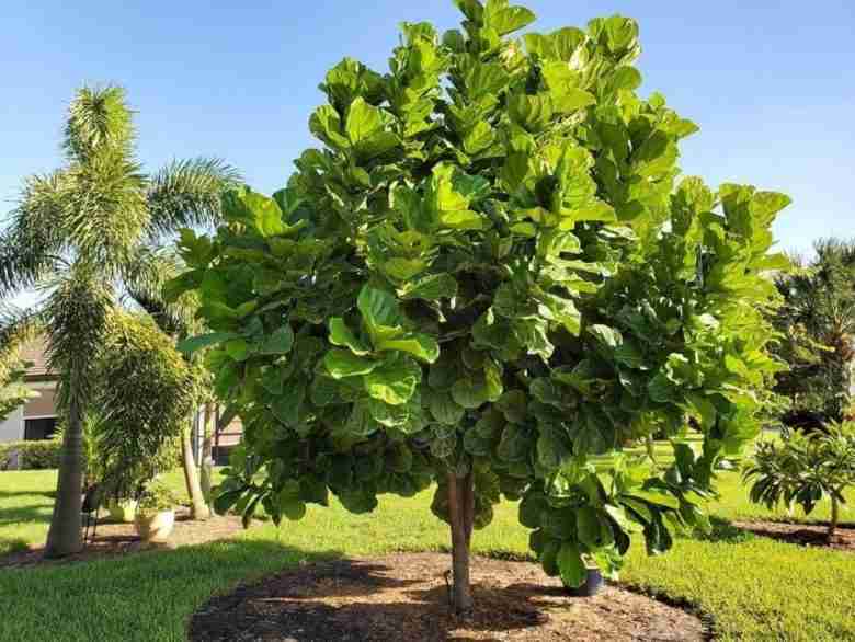 ficus yrata in giardino