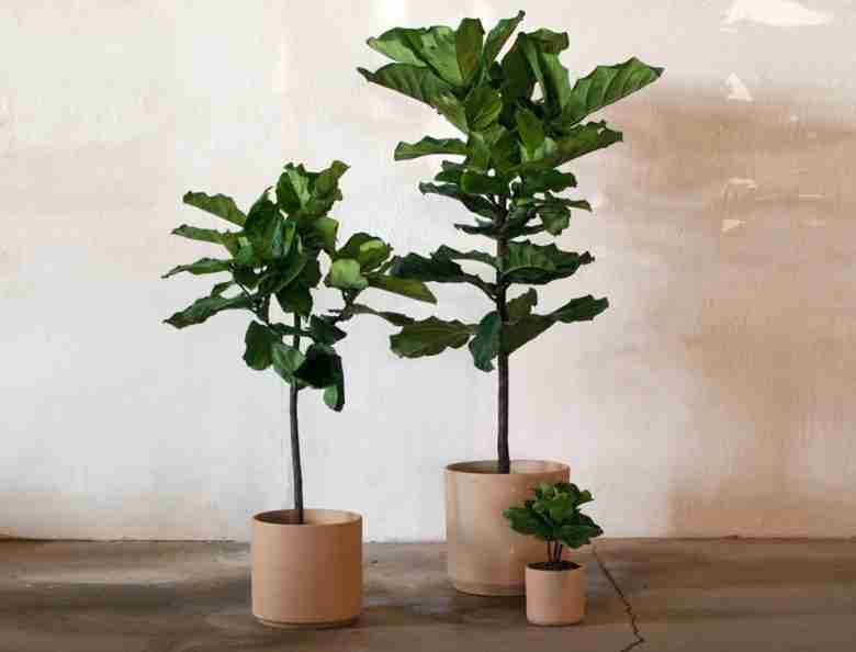 ficus lyrata in vaso