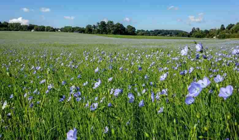 Campo di lino (Linum usitatissimum)