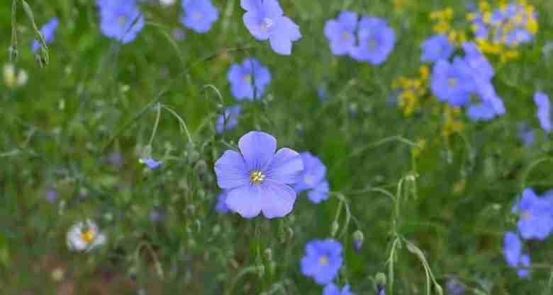 Fiori di lino