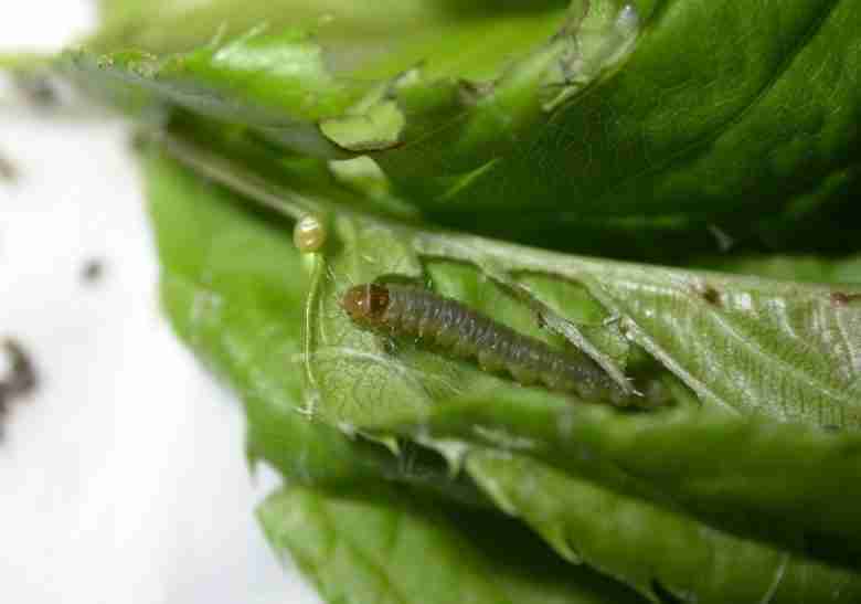 Larva di capua