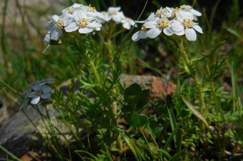 Achillea moscata