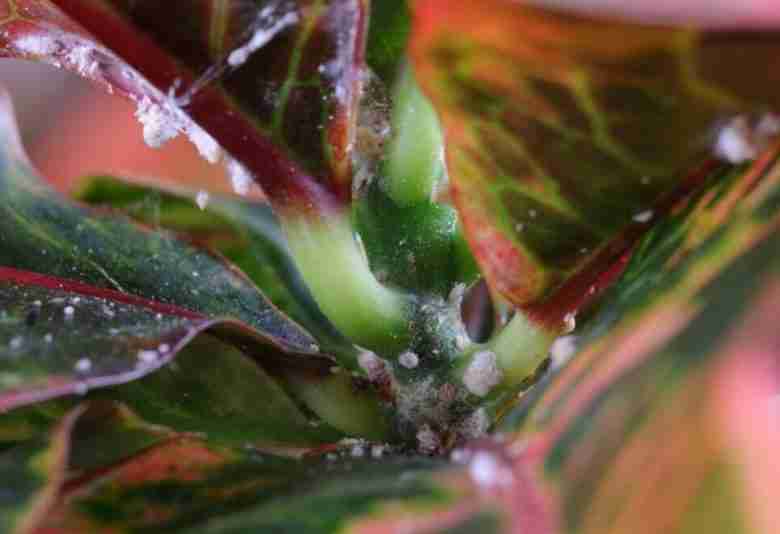 Croton attaccato da cocciniglia