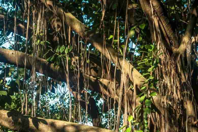 Radici aeree del ficus elastica