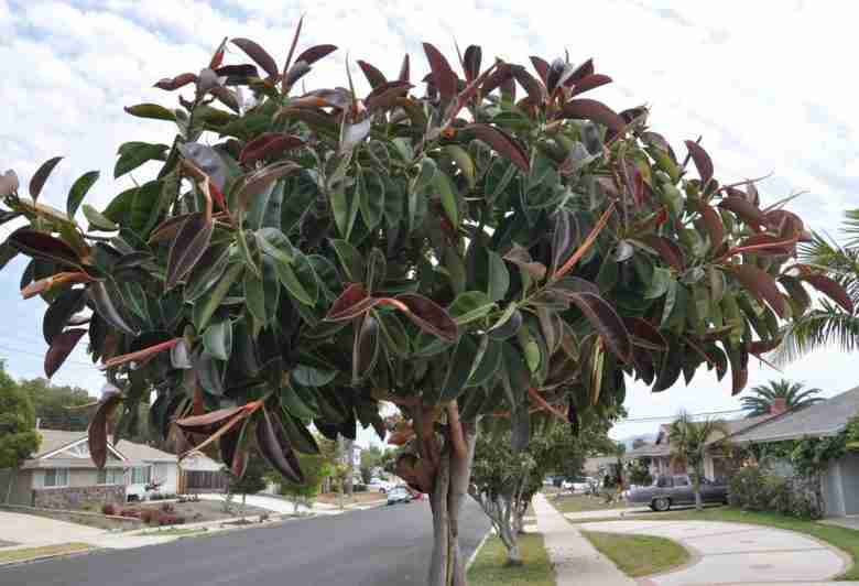 Ficus coltivato ad albero