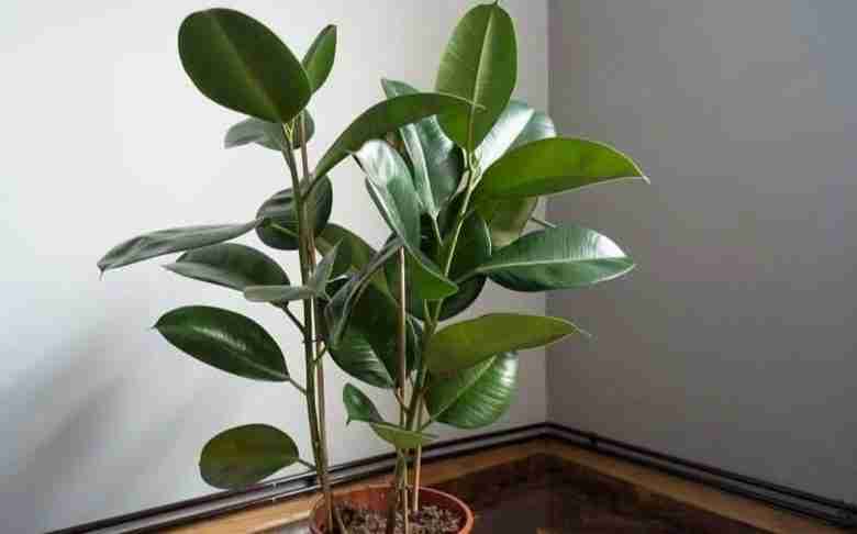 Ficus elastica in vaso