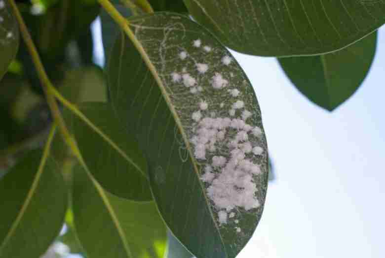 Pianta infestata da cocciniglia
