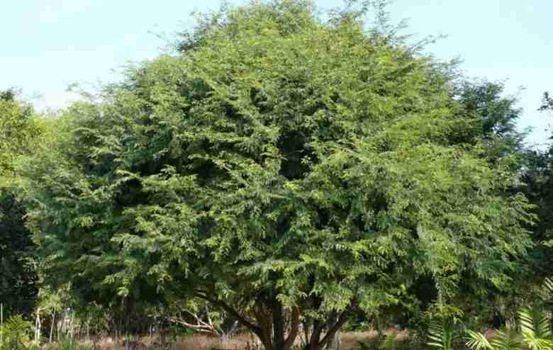 Albero di tamarindi