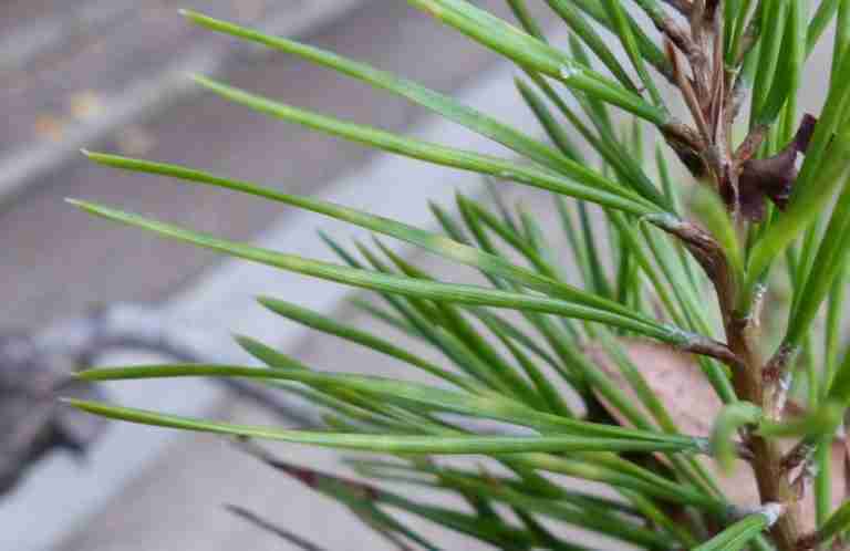 Pino silvestre (Pinus sylvestris). Botanica, proprietà e usi