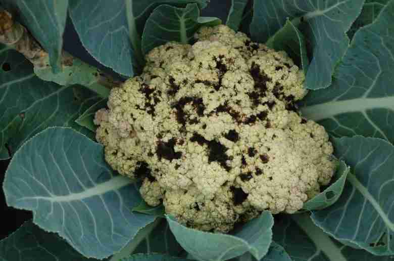 Alternaria del cavolo
