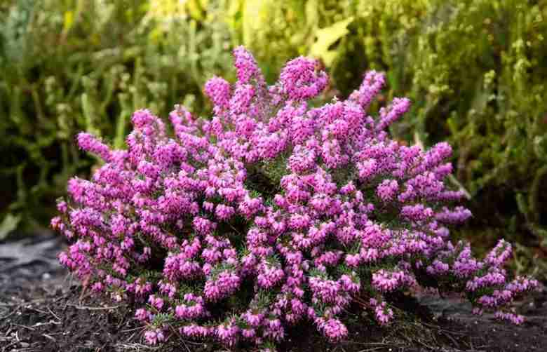 Erica carnea