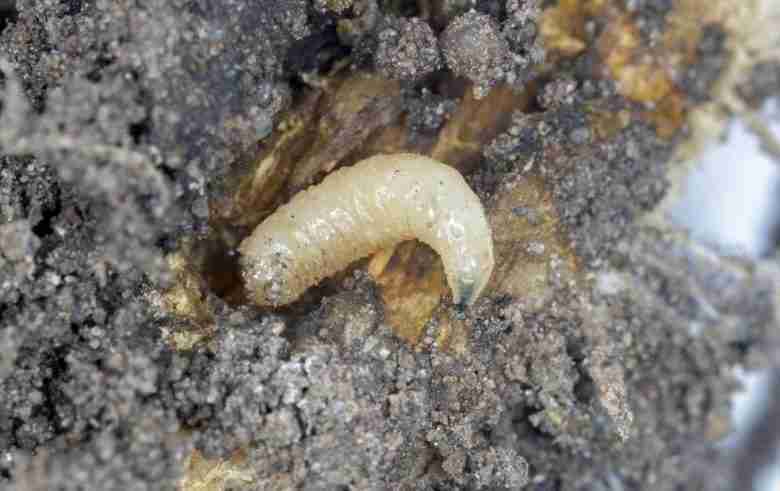 Larva di Delia radicum