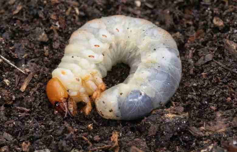 Larva di cervo volante
