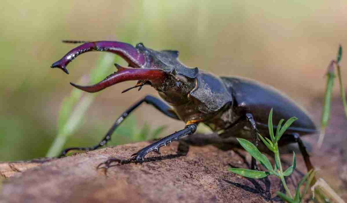アート・デザイン・音楽 IL CERVo VOLANTE (Coleoptera lucanidae) Cervo Volante – The story behind | Cervo Volante