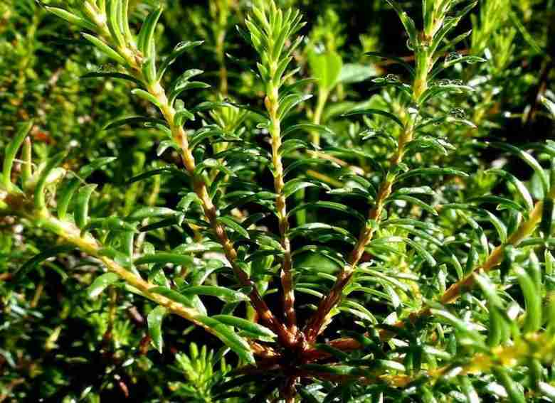 Foglie di Erica carnea