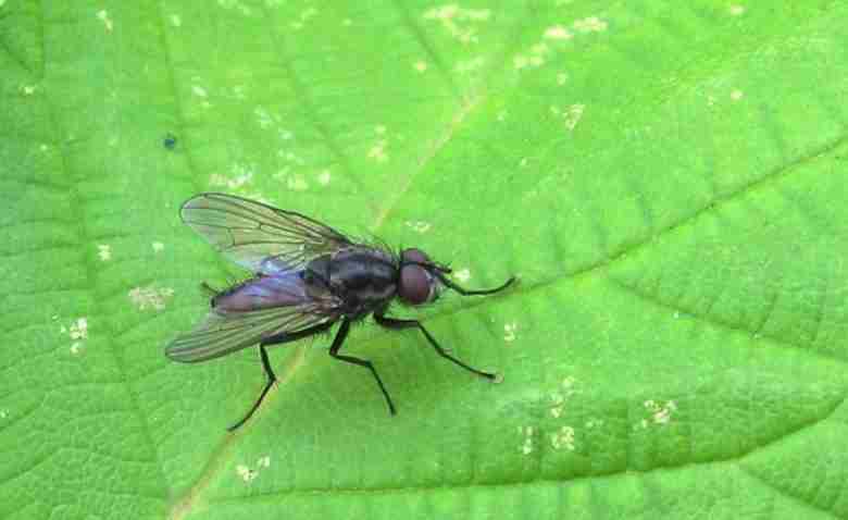 mosca del cavolo delia radicum