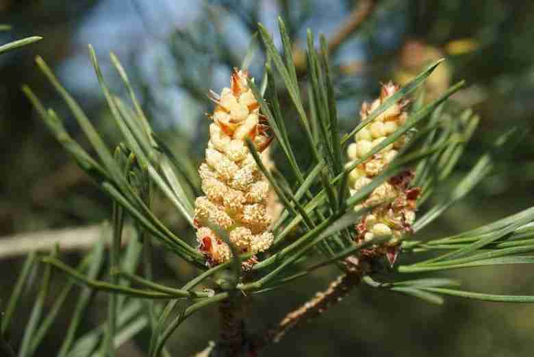Fiori maschili di pino silvestre