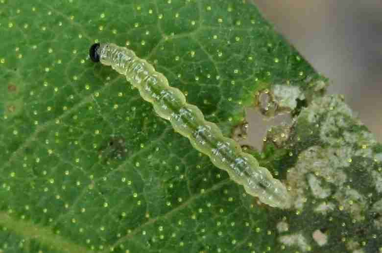 Larva giovane di udea ferrugalis