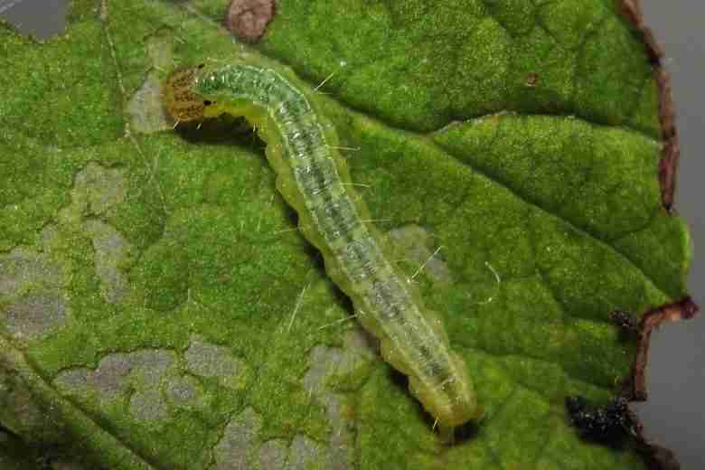 Larva matura di Udea ferrugalis