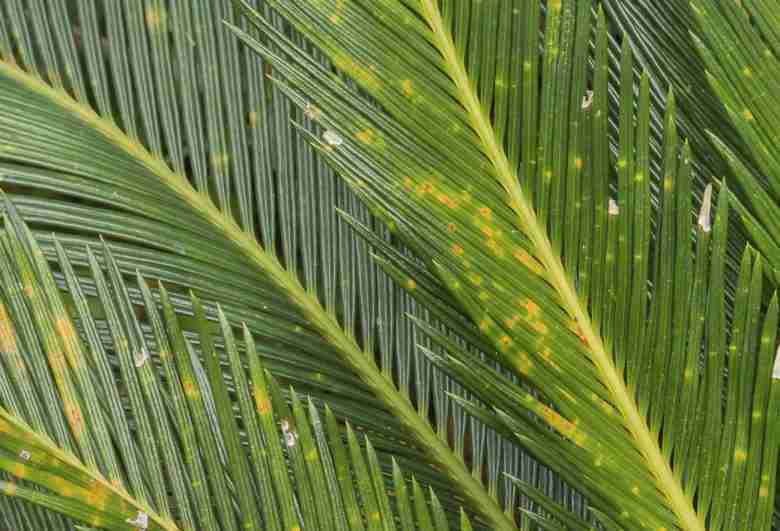 Cocciniglia delle cycas