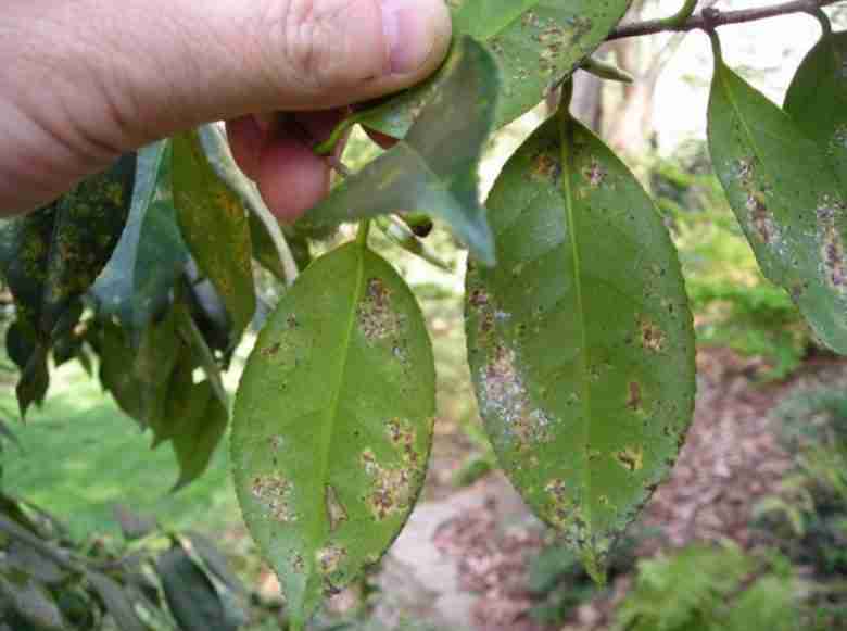 Cocciniglia foglie