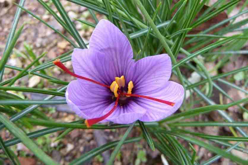 Fiore di zafferano