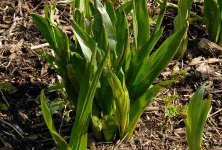 Colchico (Colchicum autumnale). Il falso zafferano velenoso