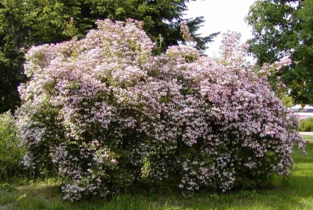 Boronia Crenulata Vera – Pianta Cespuglio Fiori Rosa, Sempreverde, 40 Cm, Vaso 25 Cm, Per Giardino E Balcone